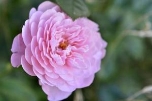 een delicate roze roos op een groene struik. grote crème roos close-up. foto