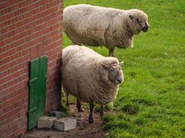 schapen op een veld in duitsland foto