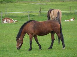 paarden in Westfalen foto