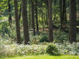 zomertijd in een Duits park foto