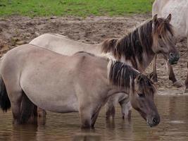 wilde paarden in Westfalen foto