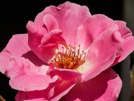 bloemen in de zomer gsarden foto