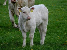 witte koeien in Westfalen foto