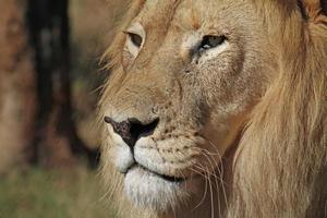 close-up van veteraan leeuw met littekens in een nationaal park in Zuid-Afrika foto