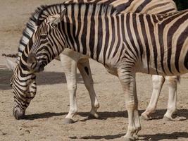 dieren in de dierentuin foto