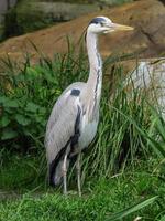 dieren in de dierentuin foto