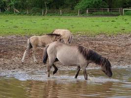 wilde paarden in Westfalen foto