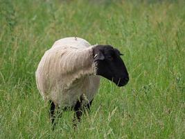 schapen op een veld in duitsland foto