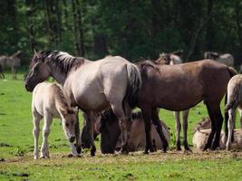 wilde paarden in Westfalen foto