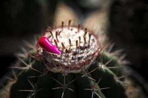 roze vrucht van melo cactus op wit cephalium foto