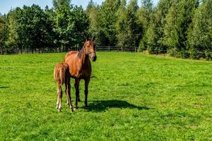 kudde elite paarden graast op het gazon in de buurt van bos foto