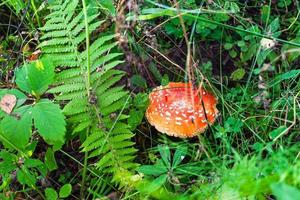 weergave van vliegenzwam paddestoel op groene weide foto