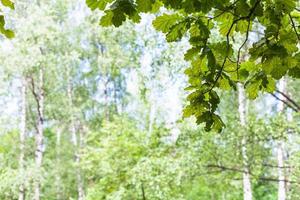 groene eikenbladeren in bos met vage berken foto