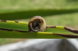 een slak poepen op een blad foto