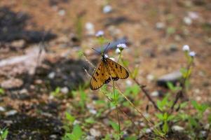 bruine vlinder neergestreken op bloem foto