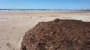 rood zeewier. zeewier dat op het strand ligt. stinkende geur van rode getijdenalgen? foto