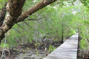 houten pad weg tussen het mangrovebos, thailand foto