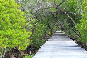 houten pad weg tussen het mangrovebos, thailand foto