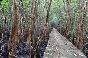 houten pad tussen het mangrovebos, foto