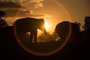 Azië olifant in het bos bij zonsondergang foto