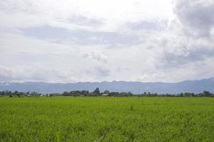 groene velden met richels foto