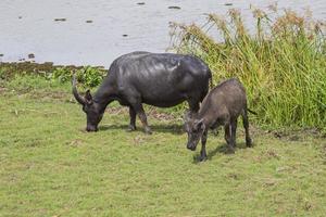 thale noi, phatthalung foto