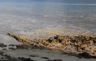 koralen in ondiep water tijdens eb foto