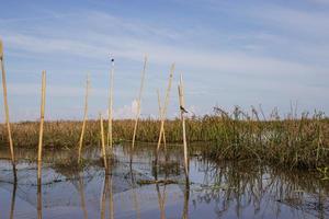 thale noi, phatthalung, thailand foto