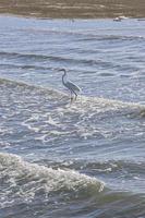 witte zilverreiger wandelen in de zee foto