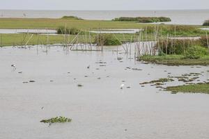 thale noi, phatthalung foto