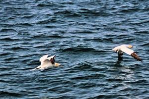 uitzicht op een jan-van-gent bij bempton cliffs foto