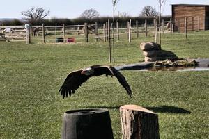 een zicht op een Amerikaanse zeearend tijdens de vlucht foto