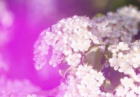 bloemenachtergrond met witte bloemen en roze gloed foto