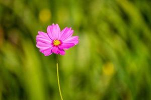 prachtige kosmos bloemen. foto