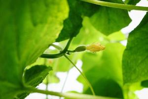 bloemenranken en vruchten van komkommers die in een kas groeien foto