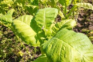 tabaksveldplantage onder blauwe lucht met grote groene bladeren foto