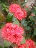 chinese ixora, behang, mooie bloem schoonheid natuur, mooie bloem foto