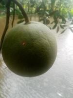 pomelo, behang, schoonheid natuur foto