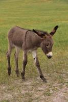 donkergrijze baby-ezel die in een weiland loopt foto