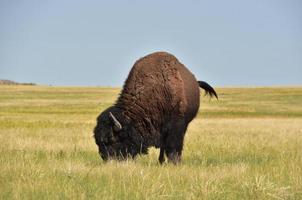 eenzame Amerikaanse buffel op de vlaktes grazend foto