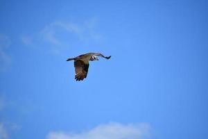 visarendvogel tijdens de vlucht in blauwe luchten foto