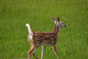 gevlekte witstaarthert in een groot grasveld foto