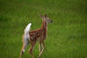 heel lief grazend baby witstaarthert foto