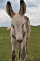 baby burro veulen ziet er schattig uit zoals het kan zijn foto