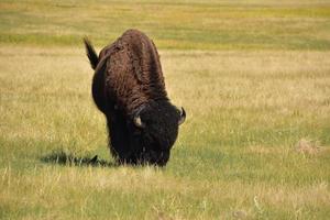 Amerikaanse buffels grazen en zwiepen met zijn staart foto