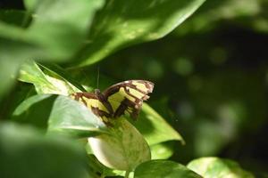 malachietvlinder met zijn vleugels gespreid in een tuin foto