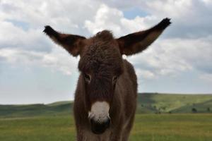 heel schattige babyburro die in een veld staat foto