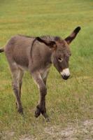 donkerbruin burro-veulen dat in een veld loopt foto