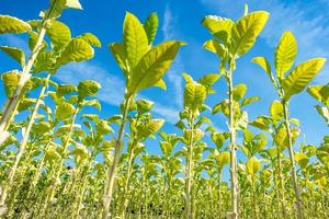 tabaksveldplantage onder blauwe lucht met grote groene bladeren foto