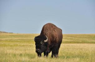 verbazingwekkende Amerikaanse buffels grazen op een prairie foto